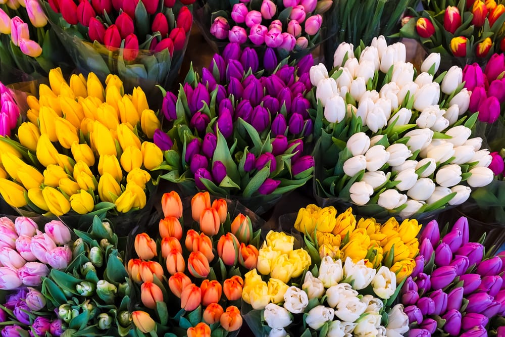 Fiori e Piante EDG