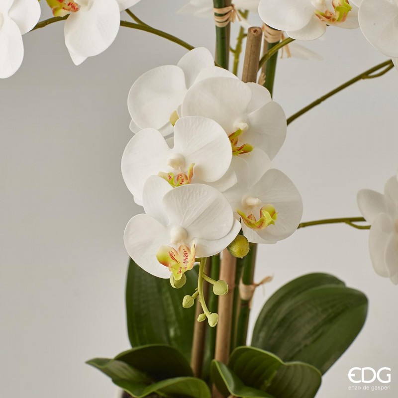 Pianta Orchidea con vaso H38 cm EDG - Savino