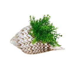 Alternative view of Decorazione Conchiglia in Vetro EDG