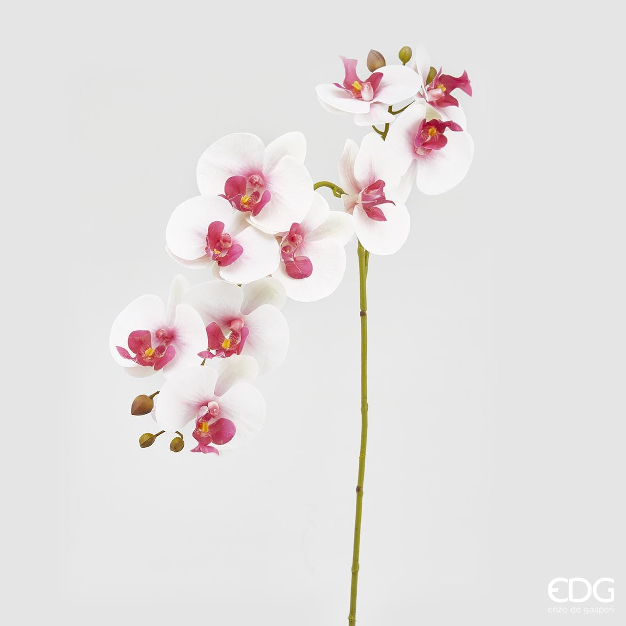 Ramo Orchidea Bianco Rosa H86cm EDG