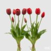 Scopri il fascino intramontabile del mazzo di tulipani EDG colorazione rosso, una creazione elegante e di grande impatto visivo, ideale per aggiungere intensità e carattere a qualsiasi ambiente. I tulipani artificiali firmati EDG Enzo De Gasperi sono realizzati con materiali di alta qualità e un design incredibilmente realistico, per una decorazione floreale che non passa inosservata. Colore rosso profondo: simbolo di amore, forza e passione, perfetto per ambienti caldi e sofisticati Aspetto naturale: petali e foglie modellati con cura artigianale per replicare il fiore autentico Versatilità decorativa: ideale per salotti, eventi romantici, vetrine o regali eleganti Lunga durata: materiali resistenti e finiture di pregio per una bellezza che dura nel tempo
