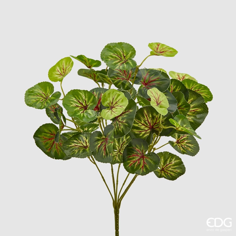 Cespuglio Geranio 40cm EDG