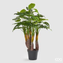 Pianta Filodendro con Vaso 120cm EDG