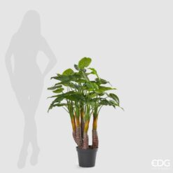 Alternative view of Pianta Filodendro con Vaso 120cm EDG