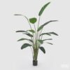 Pianta Strelitzia con Vaso 245cm EDG