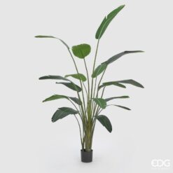 Pianta Strelitzia con Vaso 245cm EDG
