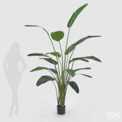 Alternative view of Pianta Strelitzia con Vaso 245cm EDG
