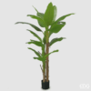 Pianta Banano con Vaso 200cm EDG