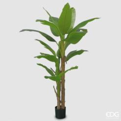 Pianta Banano con Vaso 200cm EDG