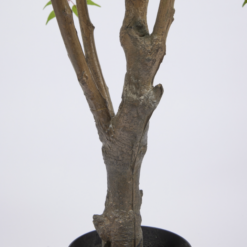 Alternative view of Pianta Artificiale Ailanto con Vaso 150cm EDG