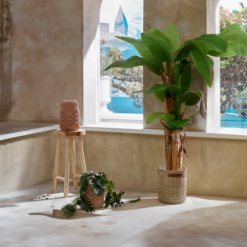 Alternative view of Pianta Banano con Vaso 200cm EDG