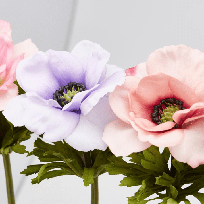 Alternative view of Ramo Anemone 50cm EDG