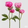 Ramo Peonia Rosa EDG