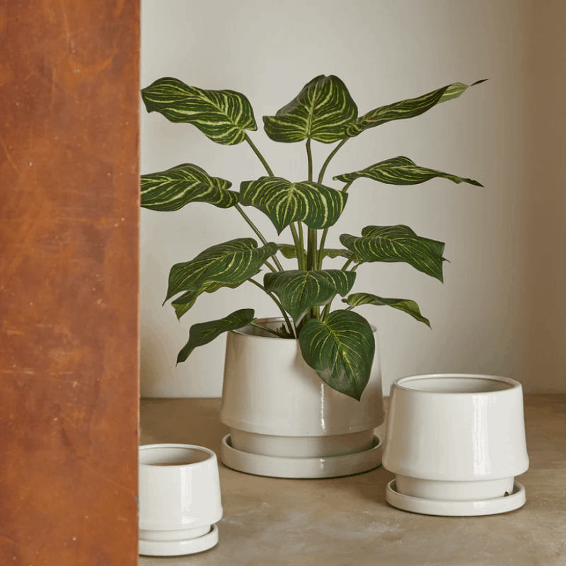 Pianta Artificiale Calathea con Vaso 100cm EDG - immagine 3