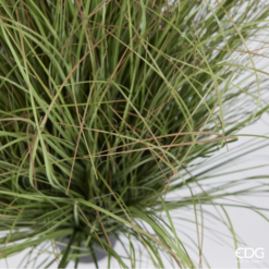 Alternative view of Pianta Artificiale Festuca con Vaso 58cm EDG