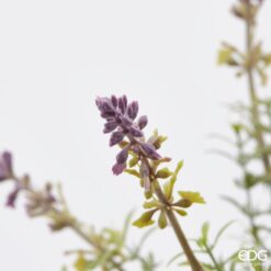 Alternative view of Cespuglio Lavanda Artificiale 44cm EDG