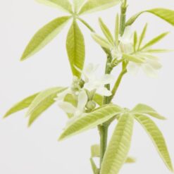 Alternative view of Ramo Artificiale Canapa 75cm EDG