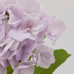 Alternative view of Fiore Artificiale Ortensia Malva 50cm EDG