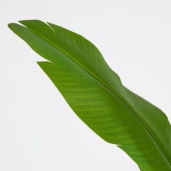 Alternative view of Pianta Artificiale Strelitzia 155cm EDG