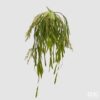 Ramo Barberis cadente EDG: foglie sottili, verde naturale e struttura ricadente. Perfetto per composizioni moderne, boho e decorazioni sospese.