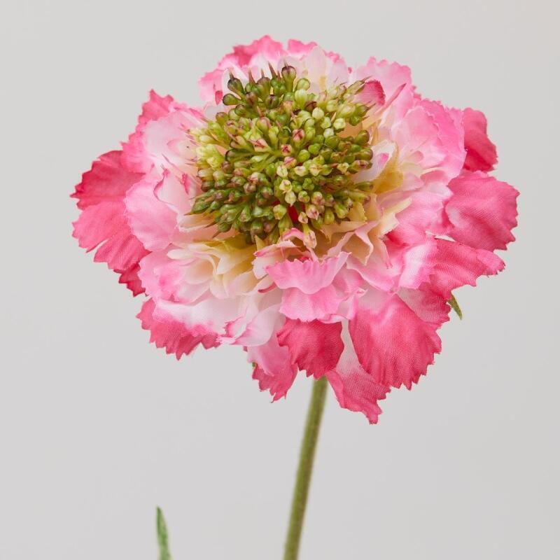 Alternative view of Fiore Artificiale Scabiosa Rosa 65cm EDG