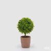 Pianta artificiale bosso EDG 31 cm con vaso in terracotta. Realistica, elegante e perfetta per ogni ambiente.