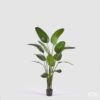 Pianta artificiale Strelitzia con vaso 185 cm EDG Enzo De Gasperi: realistica, elegante e senza manutenzione. Perfetta per arredare con stile ogni ambiente.