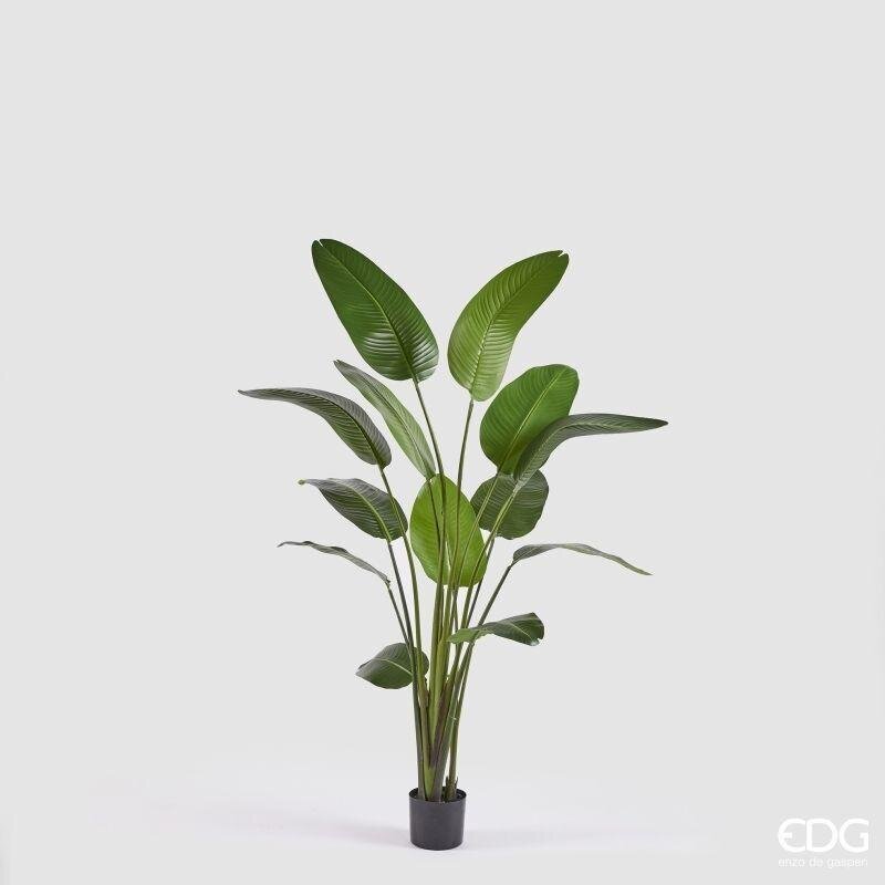 Pianta artificiale Strelitzia con vaso 185 cm EDG Enzo De Gasperi: realistica, elegante e senza manutenzione. Perfetta per arredare con stile ogni ambiente.