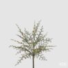 Ramo artificiale asparago con bacche EDG 50 cm. Un tocco selvatico e delicato per albero e casa. Acquista su Savino Arte e Design!